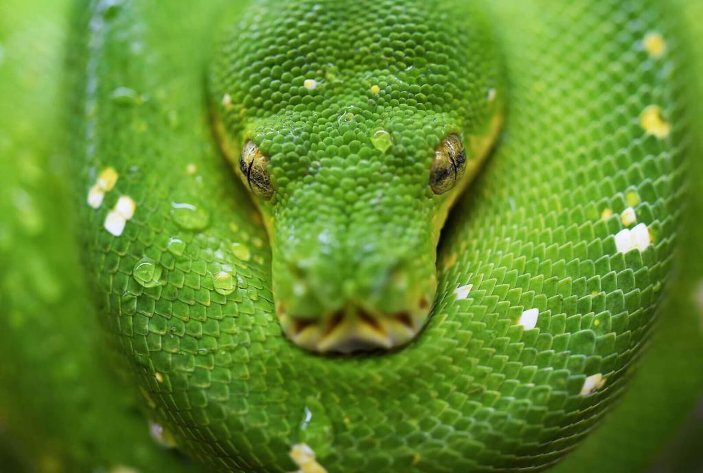 Python Güncel Döviz Kuru 4 yeşil renkli bir piton yılanı