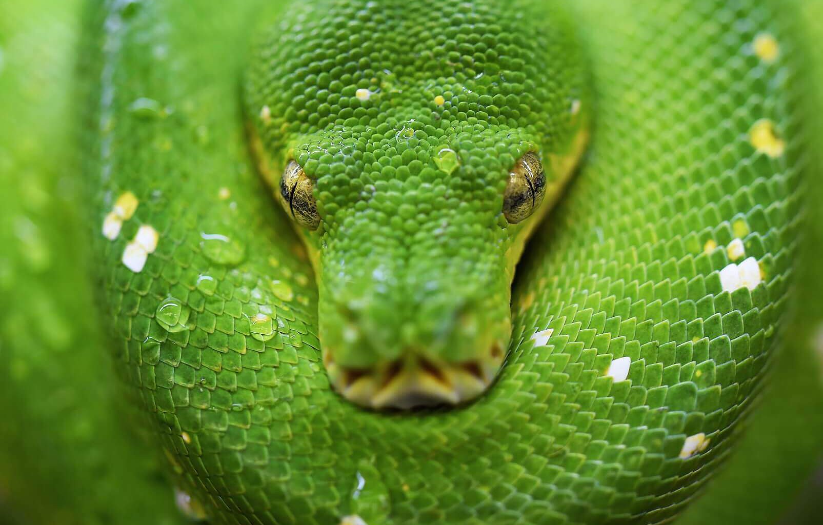 yeşil renkli bir piton yılanı