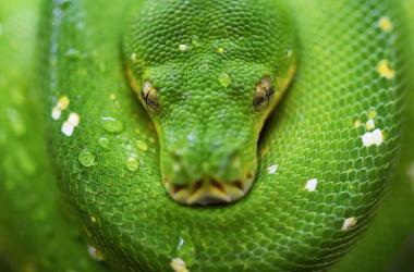 yeşil renkli bir piton yılanı